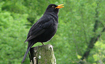 Amsel