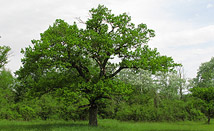Baum