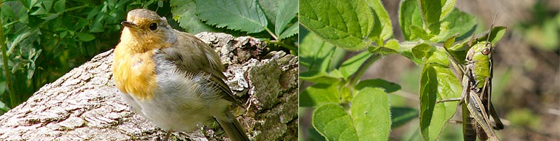 Rotkehlchen und Heuschrecke