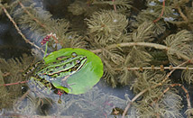 Frosch