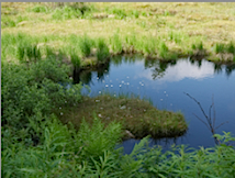 Teich