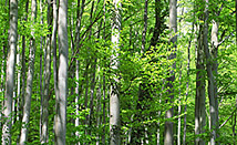 Frühling im Wald