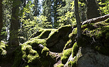 Bäume